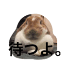 にいなさん（個別スタンプ：4）