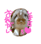 にいなさん（個別スタンプ：6）