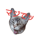 まろんの日常★（個別スタンプ：4）