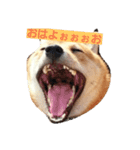 柴犬 柴田くうちゃん（個別スタンプ：1）
