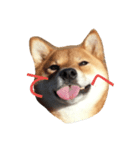 柴犬 柴田くうちゃん（個別スタンプ：2）
