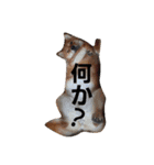 柴犬 柴田くうちゃん（個別スタンプ：3）
