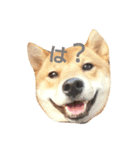 柴犬 柴田くうちゃん（個別スタンプ：4）