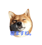 柴犬 柴田くうちゃん（個別スタンプ：5）