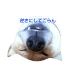 柴犬 柴田くうちゃん（個別スタンプ：6）