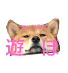 柴犬 柴田くうちゃん（個別スタンプ：7）