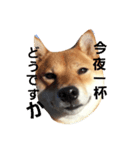 柴犬 柴田くうちゃん（個別スタンプ：8）