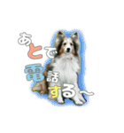 シェル・ピー・ココ・ララ（個別スタンプ：1）