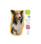 シェル・ピー・ココ・ララ（個別スタンプ：7）