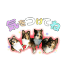 シェル・ピー・ココ・ララ（個別スタンプ：19）