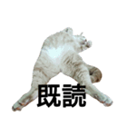 ベトナム猫のムティさん（個別スタンプ：1）