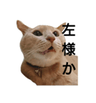 ベトナム猫のムティさん（個別スタンプ：2）
