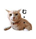 ベトナム猫のムティさん（個別スタンプ：3）