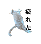 ベトナム猫のムティさん（個別スタンプ：5）
