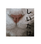 ベトナム猫のムティさん（個別スタンプ：8）