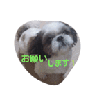 シーズーの快くん（個別スタンプ：10）