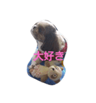 シーズーの快くん（個別スタンプ：11）