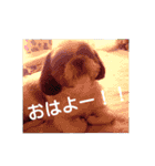 シーズーの快くん（個別スタンプ：12）
