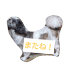 シーズーの快くん（個別スタンプ：14）