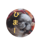 シーズーの快くん（個別スタンプ：19）