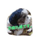 シーズーの快くん（個別スタンプ：22）