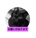 bura＆hathi（個別スタンプ：3）