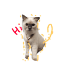 My Cat  My mild（個別スタンプ：4）