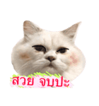 My Cat  My mild（個別スタンプ：5）