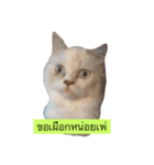 My Cat  My mild（個別スタンプ：8）