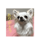 ティアちゃん/たいよう作（個別スタンプ：6）