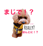 my dog icchi no.2（個別スタンプ：8）