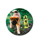 誰でも使えるスタンプ 犬編（個別スタンプ：1）