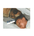 誰でも使えるスタンプ 犬編（個別スタンプ：4）