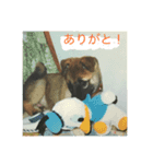 誰でも使えるスタンプ 犬編（個別スタンプ：6）