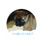 誰でも使えるスタンプ 犬編（個別スタンプ：7）