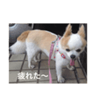 クーさんの日常2（個別スタンプ：4）