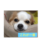 クーさんの日常2（個別スタンプ：8）
