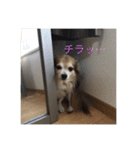 チワワのHachi（個別スタンプ：1）