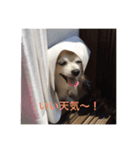 チワワのHachi（個別スタンプ：2）