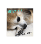 チワワのHachi（個別スタンプ：5）