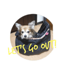 チワワのHachi（個別スタンプ：7）