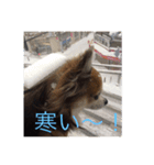 チワワのHachi（個別スタンプ：8）