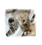 にゃんレオ すたんぷ（個別スタンプ：3）