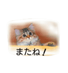 にゃんレオ すたんぷ（個別スタンプ：4）