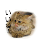 にゃんレオ すたんぷ（個別スタンプ：12）