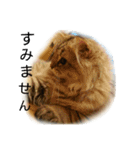 にゃんレオ すたんぷ（個別スタンプ：13）