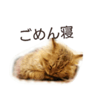 にゃんレオ すたんぷ（個別スタンプ：14）