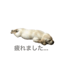 ゴールデンレトリバーの coco（個別スタンプ：15）