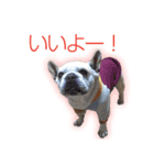ふれんちぶるどっぐのとにー（個別スタンプ：1）