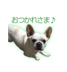 ふれんちぶるどっぐのとにー（個別スタンプ：2）